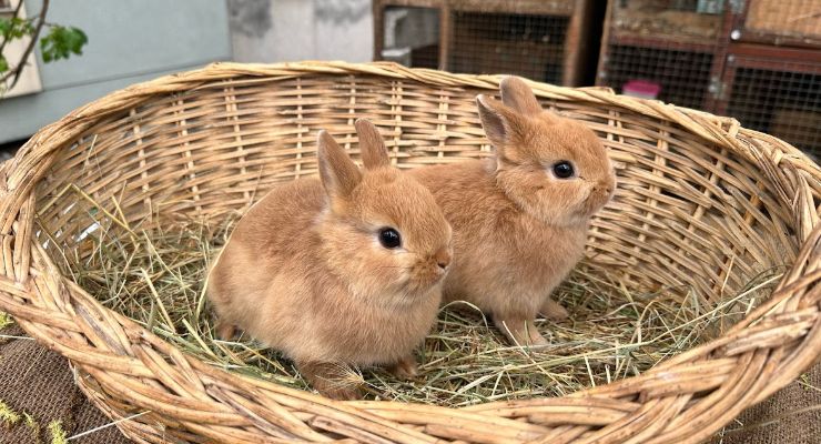 Elazığ Büyümeyen Tavşan