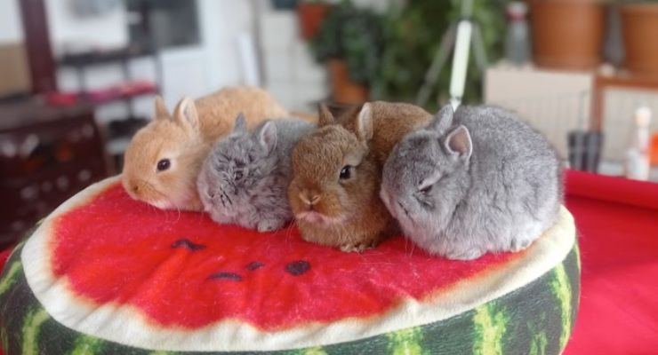 Elazığ Cins Tavşan