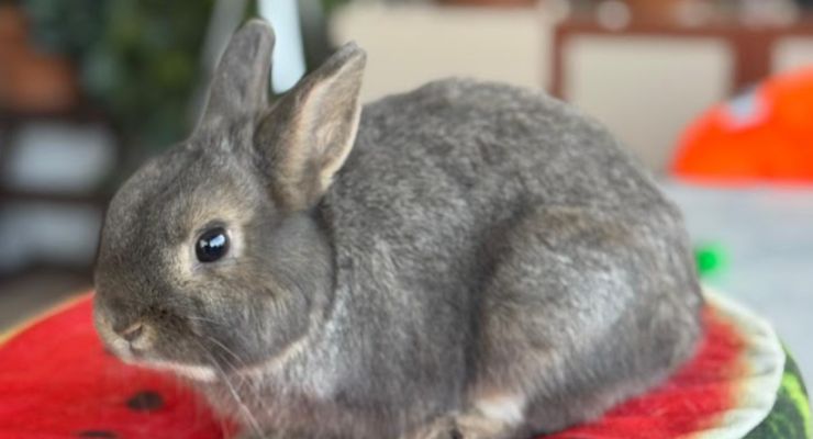 Elazığ Ev Tavşanı