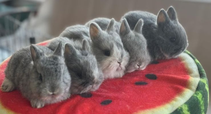 Elazığ Evcil Tavşan