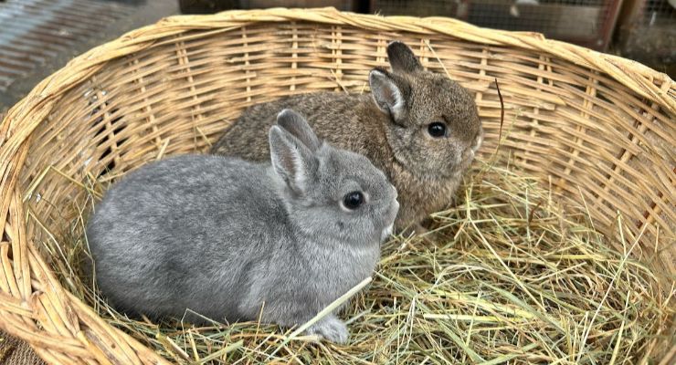 Elazığ Yavru Tavşan