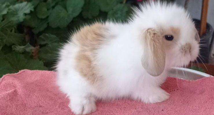 Elazığ Hollanda Lop Tavşan